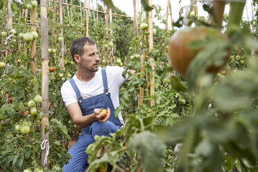 Landwirt pflückt reife Tomaten auf dem Bauernhof - VEGF04906