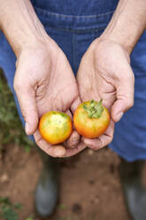 Männlicher Landarbeiter mit frischen Tomaten auf einem landwirtschaftlichen Feld - VEGF04907