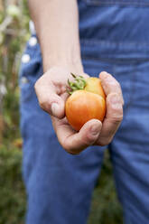 Mid adult male farmer holding fresh harvested tomatoes - VEGF04908