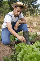 Männlicher Landarbeiter mit Hut untersucht Salat, während er in einem landwirtschaftlichen Feld hockt - VEGF04938