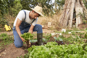 Bauer erntet frischen Salat bei der Arbeit auf einem landwirtschaftlichen Feld - VEGF04939