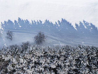 Drohnenansicht des Randes eines schneebedeckten Fichtenwaldes - WWF05774