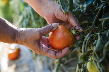 Die Hände einer älteren Frau bei der Ernte einer frischen Tomate - ACPF01288