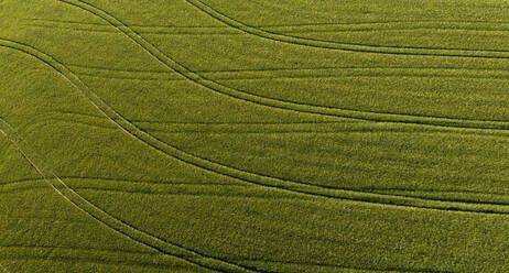 Drone view of tire tracks stretching across green countryside field in summer - WWF05786