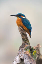 Closeup kingfisher bird sitting on branch isolated on neutral background - ADSF29163