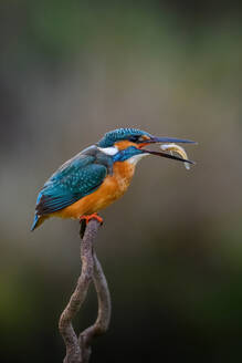 Closeup Eisvogel Vogel sitzt auf Zweig isoliert auf grünem Hintergrund beim Fangen eines kleinen Fisches - ADSF29164