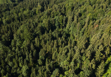 Drohnenansicht eines grünen Fichtenwaldes im Sommer - WWF05804