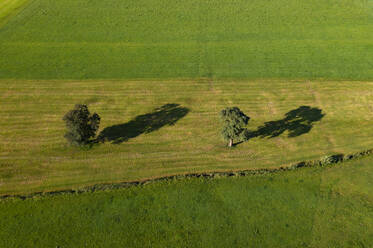 Drohnenansicht eines grünen Feldes im Sommer - WWF05806