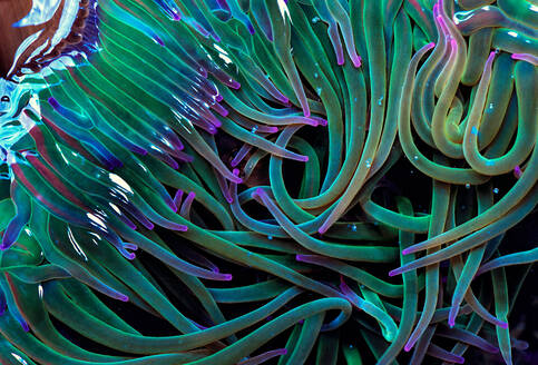 Full-Frame-Hintergrund des Meeres Anemone mit grünen und lila Tentakeln in der Tiefsee - ADSF29269