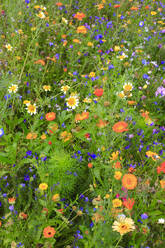 Bunte Wildblumen blühen auf einer Sommerwiese - JTF01924