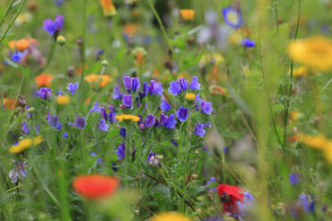 Violett blühende Wildblumen auf einer Sommerwiese - JTF01925