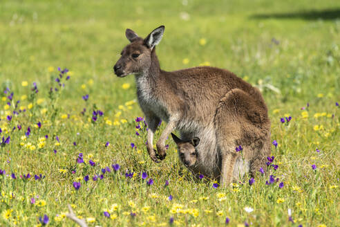 Mother kangaroo standing in springtime meadow with young in pouch - TOVF00254