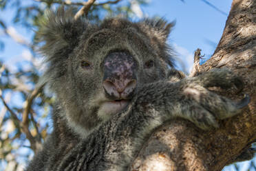 Koala on eucalyptus tree - TOVF00261