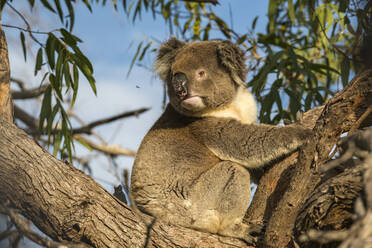 Koala auf einem Ast sitzend - TOVF00262