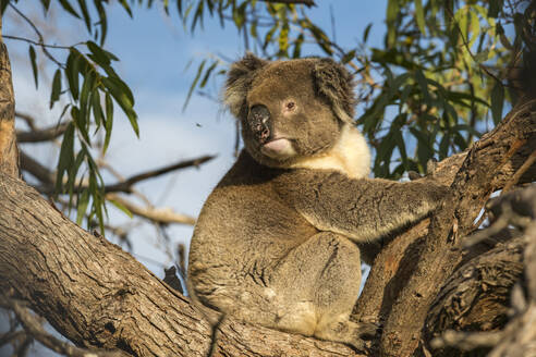 Koala auf einem Ast sitzend - TOVF00262