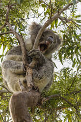 Koala gähnt, während er auf einem Baum sitzt - TOVF00263