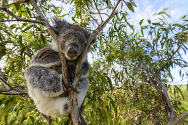 Koala sitting on eucalyptus branch - TOVF00264