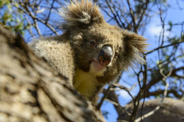 Bedrohter Koala auf einem Ast an einem sonnigen Tag - TOVF00265