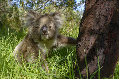 Koala sitzt im Gras neben einem Baum - TOVF00266