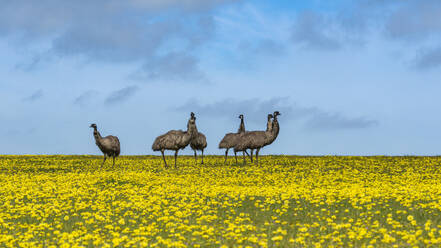 Emus stehen in einem großen Rapsfeld - TOVF00267