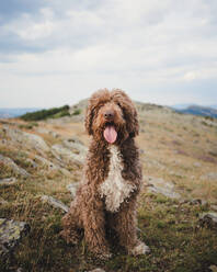 Niedlicher Labradoodle-Hund mit weißem und braunem Fell sitzt mit herausgestreckter Zunge auf einem Hügel im Hochland - ADSF29531