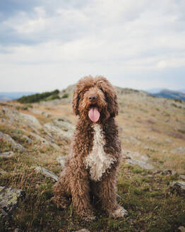 Niedlicher Labradoodle-Hund mit weißem und braunem Fell sitzt mit herausgestreckter Zunge auf einem Hügel im Hochland - ADSF29531