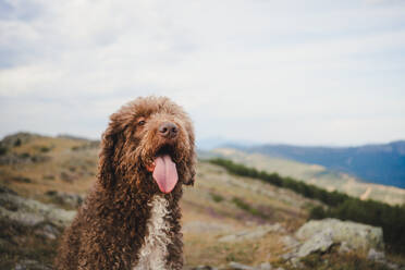 Niedlicher Labradoodle-Hund mit weißem und braunem Fell sitzt mit herausgestreckter Zunge auf einem Hügel im Hochland - ADSF29532