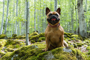 Liebenswerte Französische Bulldogge, die im Wald in den Pyrenäen auf mit Moos bewachsenen Felsen steht und in die Kamera schaut - ADSF29599