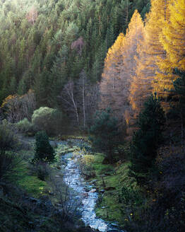 Goldener Herbst im Wald mit orangefarbenen Blättern auf Bäumen - ADSF29642