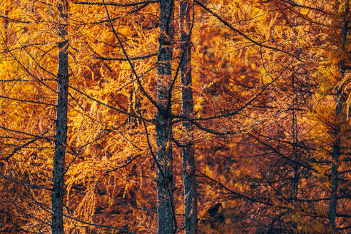 Goldener Herbst im Wald mit orangefarbenen Blättern auf Bäumen - ADSF29644