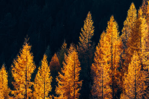 Goldener Herbst im Wald mit orangefarbenen Blättern auf Bäumen - ADSF29645