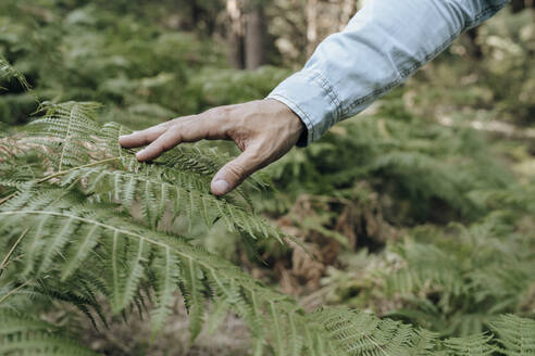 Mann berührt Pflanze im Wald - JCCMF03791