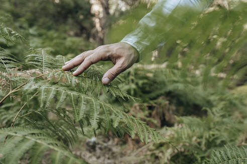 Mann berührt grüne Pflanzen im Wald - JCCMF03792