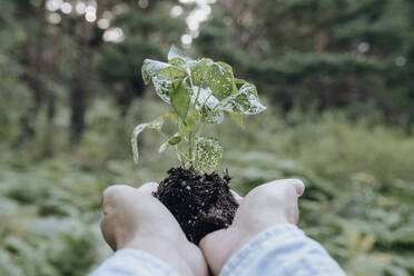 Man holding plant in forest - JCCMF03804