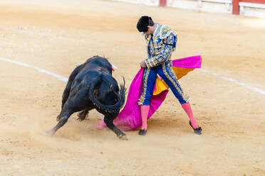 Furchtloser Toreador mit Stier in der Stierkampfarena während des Corrida-Festivals - ADSF29813