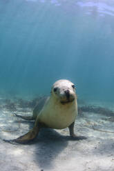 Unterwasserporträt einer Robbe, die direkt in die Kamera schaut - TOVF00274