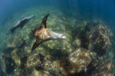 Unterwasseransicht von schwimmenden Robben - TOVF00276