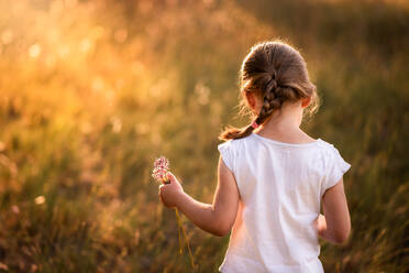 Girl picks pink flowers in evening golden backlight in summer - CAVF94645