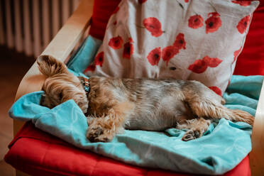 Yorkshire Terrier schläft auf einem Stuhl mit bunter Decke - CAVF94646