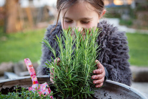 Mädchen pflanzt Rosmarin, grüne Kräuter, die im Garten wachsen - CAVF94661