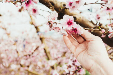 Die Hand einer älteren Frau berührt die hübschen rosa Blüten von Obstbäumen im Frühling. - CAVF94752