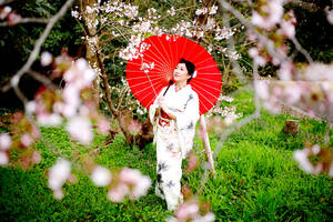 Kimono-Frau und Kirschblüten - CAVF94768