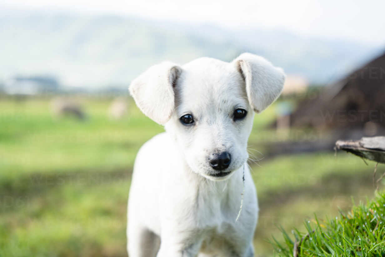 Schöner weißer Babyhund auf dem Feld, lizenzfreies Stockfoto