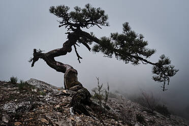 Ancient Old Twisted Wacholder Baum mit nebligen Hintergrund auf Berg - CAVF94780