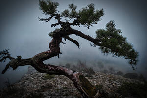 Ancient Old Twisted Juniper Tree With Foggy Background On Mountain - CAVF94781