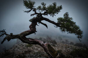 Ancient Old Twisted Wacholder Baum mit nebligen Hintergrund auf Berg - CAVF94781