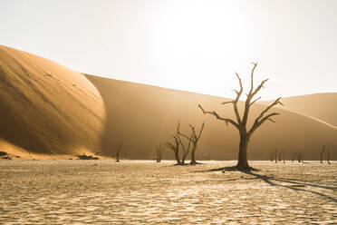 Sonnenaufgang am Deadvlei in Sossusvlei Namibia - CAVF94809