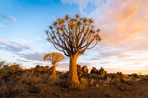 Köcherbaum im südlichen Namibia - CAVF94810