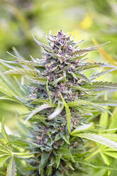 Große blühende Cola der Cannabis-Sorte Berry White - CAVF94830