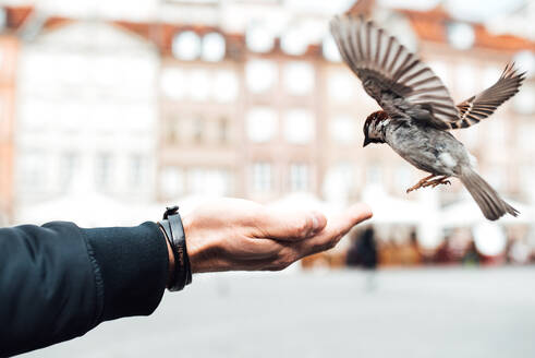 Sparrow eats with hands on the old square of Warsaw Poland - CAVF94843